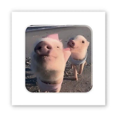 Об'ємна наліпка "Piggy selfie " SX-271 фото