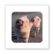 Об'ємна наліпка "Piggy selfie " SX-271 фото 1