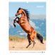 Календар настінний А3 2026 р., Horses 8804-26-3-A фото 10