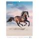 Календар настінний А3 2026 р., Horses 8804-26-3-A фото 11
