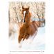 Календар настінний А3 2026 р., Horses 8804-26-3-A фото 2